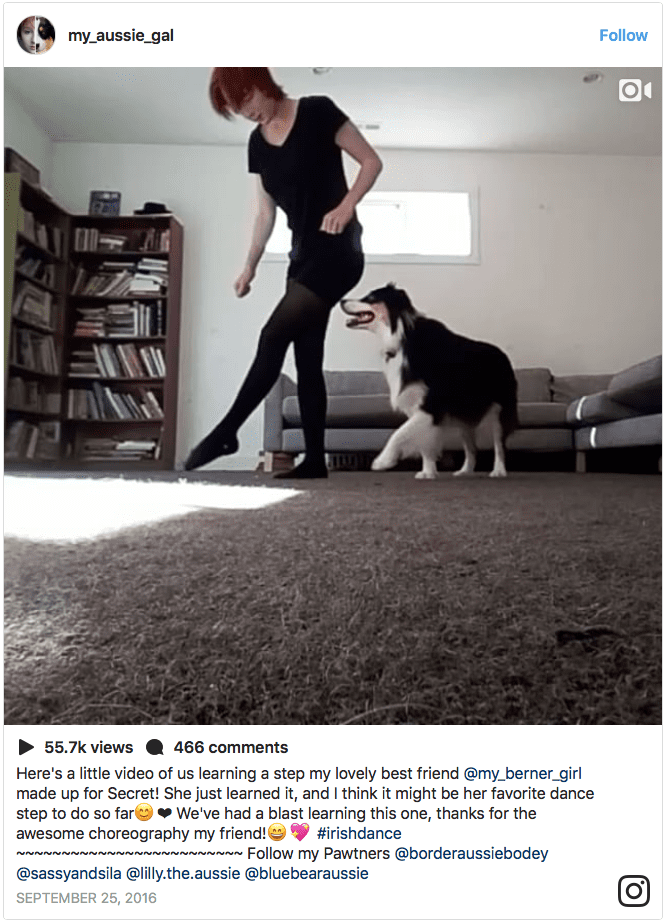 australian shepherd dancing