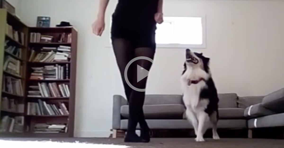 australian shepherd dancing